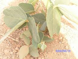 Image result for Crepidorhopalon tenuis