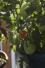 Tips For Growing Roma Tomatoes Gardening Know How