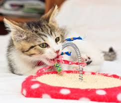 Here are some amazing ideas. Your Kitten What To Expect At 10 To 12 Months
