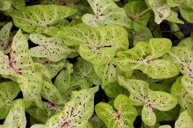 Caladium plants are vibrant, leafy flowers that come in a variety of colors and sizes. Caladium Miss Muffet Angel Wings