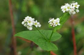 Image result for Fagopyrum esculentum