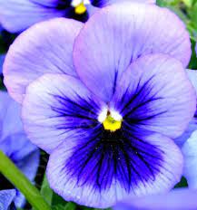 Blue Pansy Flower Pansies Flowers Pansies Pretty Flowers