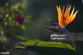 Image result for Strelitziaceae