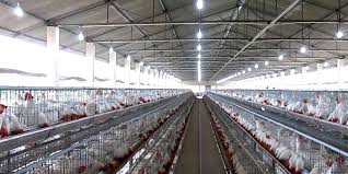Modern automated designs for layer house : Layer Poultry Farm Project Report 10000 Poultry Layer Farming Project