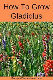 How To Grow Gladiolus And Add Color To Your Garden Gladiolus Flower Gladiolus Bulb Flowers