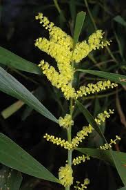 Image result for Acacia longifolia