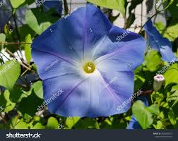 Image result for Ipomoea tricolor