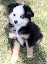 Find dogs and puppies for sale, near you and across australia. Pin On Bet Toy Miniature Australian Shepherd Puppies For Sale To Al Me Pa Ak Md Ri Az Ma Sc Ar Mi Sd Ca Mn Tn Co