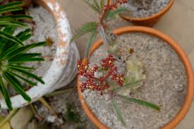 Image result for Cyphostemma zombense