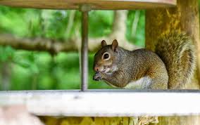 Are squirrels or other rodents stealing from your garden or destroying it completely? How To Build A Squirrel Proof Enclosure For Your Veggie Garden