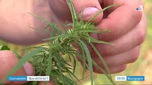 Cette option permet de se faire livrer son cbd partout en france. Quelle Legislation Pour La Culture Du Chanvre En France Youtube