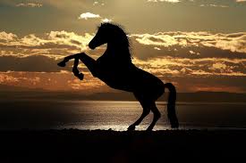 Warriyo Mortals Feat Laura Brehm Ncs Release Best Copyright Free Music Download Copyright Free Music Download Channel Horses Horse Silhouette Horse Movies