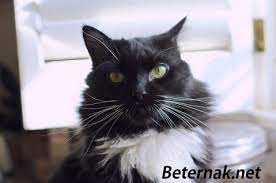 Kucing merupakan salah satu hewan yang kebanyakan kalangan sering jadikan sebagai peliharaan. Nama Kucing Jantan Yang Bagus Lucu Dan Keren Beternak Net