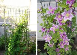 Many species are cultivated for their large colourful flowers. Sinusuportahan Para Sa Clematis Gumagawa Kami Ng Suporta Para Sa Clematis Gawin Ito Sa Iyong Sarili