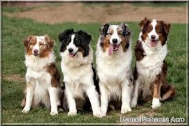 Genomia Australian Shepherd