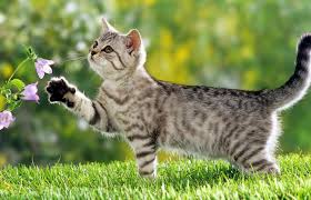 Image result for adorable cat