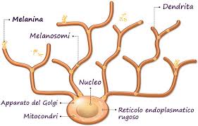 Il biondismo è la caratteristica delle persone che hanno peli e capelli biondi. Colore Della Pelle E Melanina