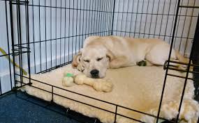 When it's time to say goodbye to your dog, you will usually be charged between £30 and £50 to have them put to sleep at the vets. Ayp Board And Train Run Down Applause Your Paws Canine Training Center
