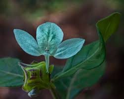 Image result for Ecbolium