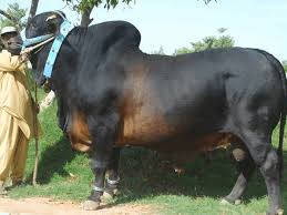 Revenues were estimated at 608 billion riyals ($162 billion), well below projections and 2014 income. Eid Ul Adha Camel Qurbani In Saudi Arabia Rasmi B