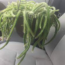 Full sun to partial shade partial or dappled shade. Selenicereus Testudo Dog S Tail Cactus In Gardentags Plant Encyclopedia