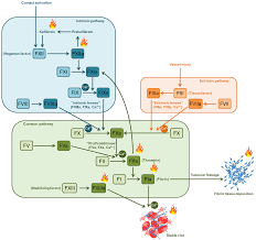 Image result for Anticoagulation Pathway