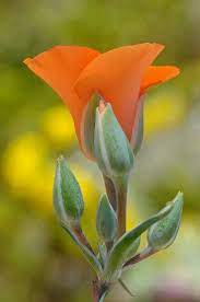 Rosa On Twitter Beautiful Flowers Wonderful Flowers Beautiful Flowers Photos