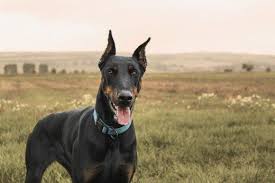 10 Most Aggressive Dog Breeds Temperament Ratings And Information Doberman Pinscher Dog Best Guard Dogs Aggressive Dog Breeds