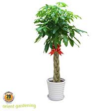 Image result for Pachira glabra