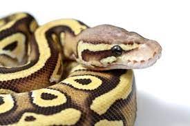 Ball Pythons Have Many Eye Catching Colors And Patterns Which Is What Makes Them So Popular As Pets But One Of The Most Comm Pet Snake Ball Python Cute Snake