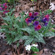 Pulmonaria 'raspberry splash' pp #12,138. Lungwort Raspberry Splash Friends School Plant Sale
