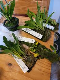 Image result for Bulbophyllum oreonastes