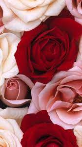 1 Bp Blogspot Com Sgxckvnuux8 V Pzaincgsi Aaaaaaaaozu Kmwmn2vljb4wrnil1lszyjhbsj3flqwoaclcb S1600 Iphone 7 Ipho Rose Wallpaper Iphone 7 Plus Wallpaper Flowers