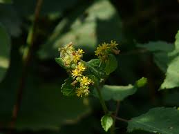 Image result for Triumfetta pentandra