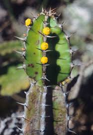 Image result for Cynanchum mulanjense