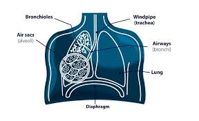 A collapsed along can be a medical emergency. Pneumothorax Collapsed Lung British Lung Foundation