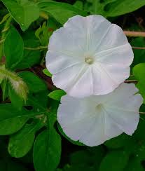 Image result for Limnophyton obtusifolium