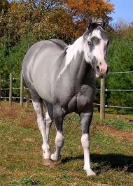 Black And White Paint Horses For Sale In Texas Pin On Horses