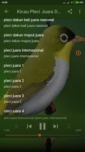 Pleci dakun mata coklat merupakan salah satu jenis pleci yang paling laku. Kicau Burung Pleci Gacor Lengkap For Android Apk Download