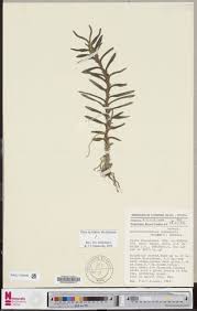 Image result for Ancistrorhynchus tenuicaulis