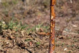 The best overall strategy for protecting your trees and. What Do Rabbits Eat Varment Guard Wildlife Services