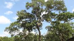 Image result for Manilkara sansibarensis