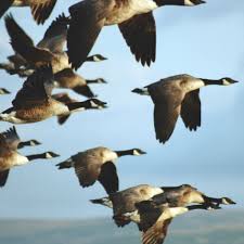 Why Do Birds Fly South For The Winter Biology Flock Of Canadian Geese Birds Animals Beautiful Birds
