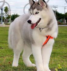 To learn to overcome husky training difficulties, you have to understand how your husky puppy's inner motivation works. 6 Things To Know Before Getting A Siberian Husky Inside Dogs World
