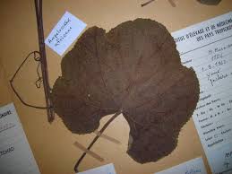 Image result for Ampelocissus africana