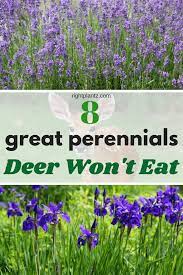 What flowers can you not eat. 8 Great Perennials Deer Do Not Eat Deer Repellant Plants Deer Resistant Landscaping Deer Proof Plants