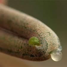 Image result for Schinziophyton rautanenii