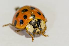 Keep all vegetation / trees trimmed back off your property to. Orange Ladybugs What They Really Are And Why They Are A Threat