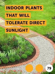 Learn Indoor Plants That Will Tolerate Direct Sunlight How To Guides Tips And Tricks Plants That Dont Need Sunlight Small Indoor Plants Direct Sunlight Plants