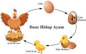 Daur hidup hewan adalah siklus yang dilalui hewan sejak kecil hingga dewasa atau bisa juga dikenal dengan metamorfosis. Daur Hidup Hewan Metamorfosis Sempurna Dan Tidak Sempurna Belajar Mandiri Yuk